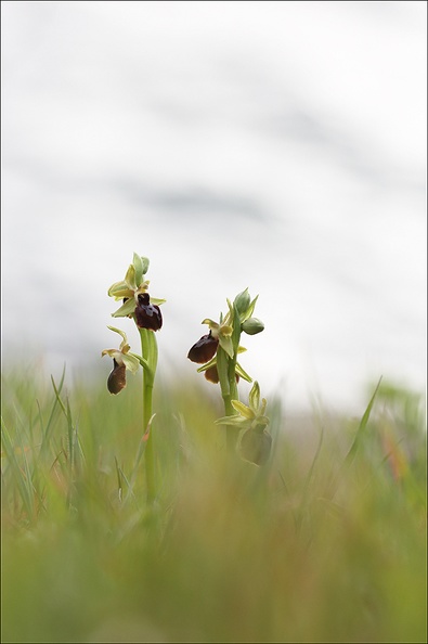 Ophrys de mars_21-03-19_053.jpg