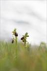 Ophrys de mars 21-03-19 053