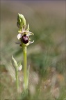 Ophrys de mars 21-03-18 044