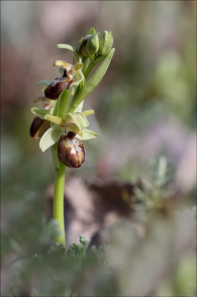 Ophrys de mars_21-03-23_027.jpg