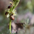 Ophrys de mars 21-03-23 027
