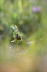 Ophrys sphegodes 21-03-27 015