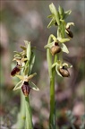 Ophrys de mars 21-03-23 018