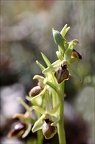 Ophrys de mars 21-03-23 022