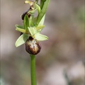 Ophrys de mars_21-03-23_028.jpg