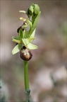 Ophrys de mars 21-03-23 028