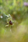 Ophrys sphegodes 21-03-27 008
