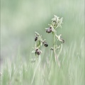 Ophrys de mars 21-03-23 009