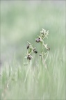 Ophrys de mars 21-03-23 009