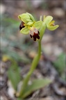 Ophrys binulata 02-04-21 003