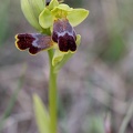 Ophrys binulata_31-03-21_001.jpg