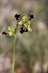 Ophrys binulata 31-03-21 012