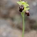 Ophrys lupercalis 02-04-21 043