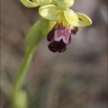 Ophrys lupercalis_02-04-21_051.jpg