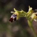 Ophrys lupercalis 28-03-21 006