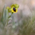 Ophrys lutea 01-04-21 023