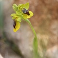 Ophrys lutea 31-03-21 011