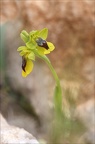Ophrys lutea 31-03-21 011