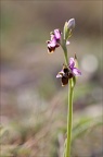 Ophrys scolopax  03-04-21 067
