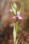 Ophrys scolopax  03-04-21 070