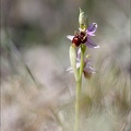 Ophrys scolopax  29-03-21 013