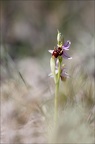 Ophrys scolopax  29-03-21 013