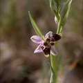 Ophrys scolopax double label 03-04-21 012