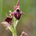 Ophrys sp 21-03-30 034