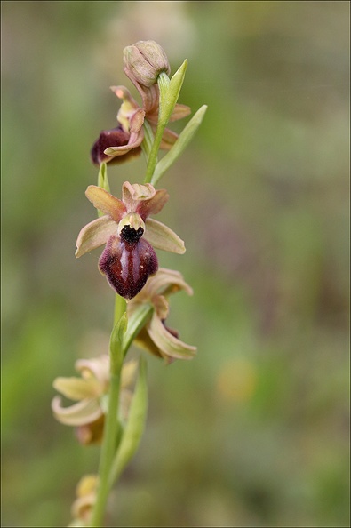 Ophrys sp_21-03-30_036.jpg