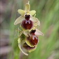 Ophrys sp_21-03-30_045.jpg