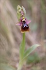 Ophrys speculum hyb tenth 21-03-29 012