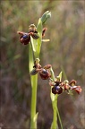 Ophrys speculum 21-03-29 018