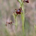 Ophrys speculum 21-03-29 039