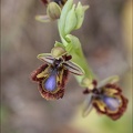 Ophrys speculum_21-03-29_045.jpg