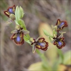 Ophrys speculum 21-03-29 046