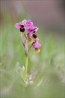Ophrys tenthredinifera 21-03-30 011