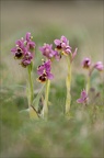 Ophrys tenthredinifera 21-03-30 026