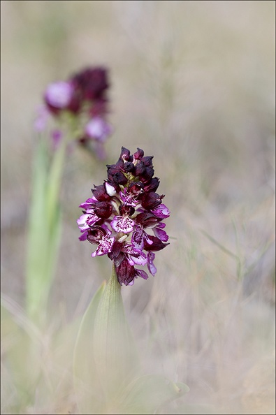 Orchis pourpre hypochrome_21-04-01_010.jpg