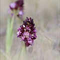 Orchis pourpre hypochrome_21-04-01_010.jpg