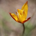 Tulipe australe 21-03-30 032