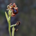 Ophrys speculum 21-03-29 024