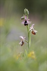 Ophrys drumana 08-05-21 006