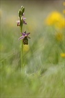 Ophrys drumana 08-05-21 016