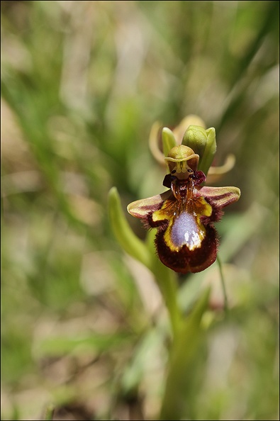 Ophrys speculum_08-05-21_002.jpg