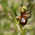 Ophrys speculum 08-05-21 002