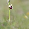 Ophrys drumana à sépales blancs 08-05-21 001+