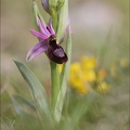 Ophrys drumana 08-05-21 001