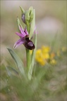 Ophrys drumana 08-05-21 001