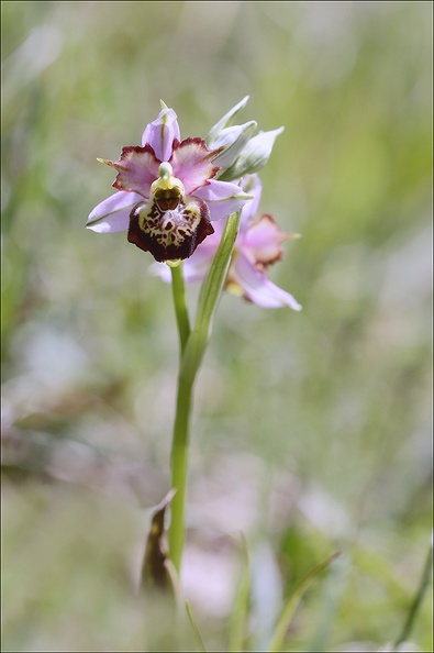 Ophrys fuciflora lusus Mickey_08-05-21_007.jpg
