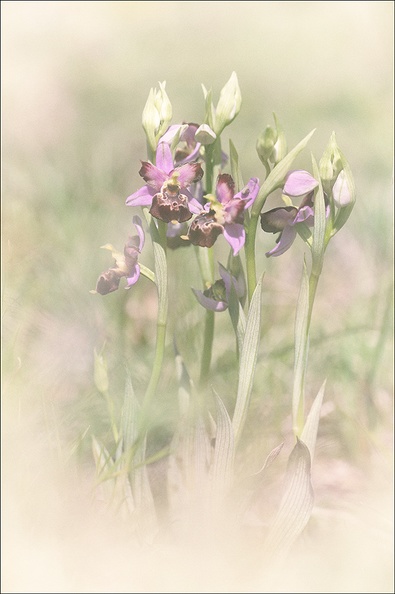 Ophrys fuciflora lusus Mickey_08-05-21_014-vint.jpg